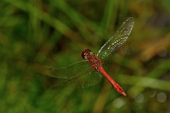 David Plant Photography - Wildlife Photography - Ruddy darter - A